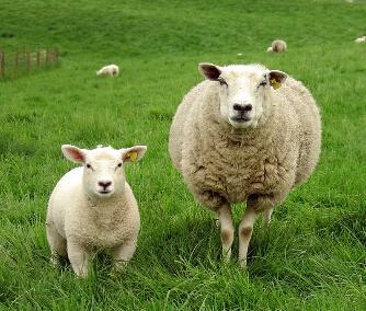 比看護還累!晚年最「苦命」的3大生肖女 為丈夫和子女操心「卻沒人心疼自己」