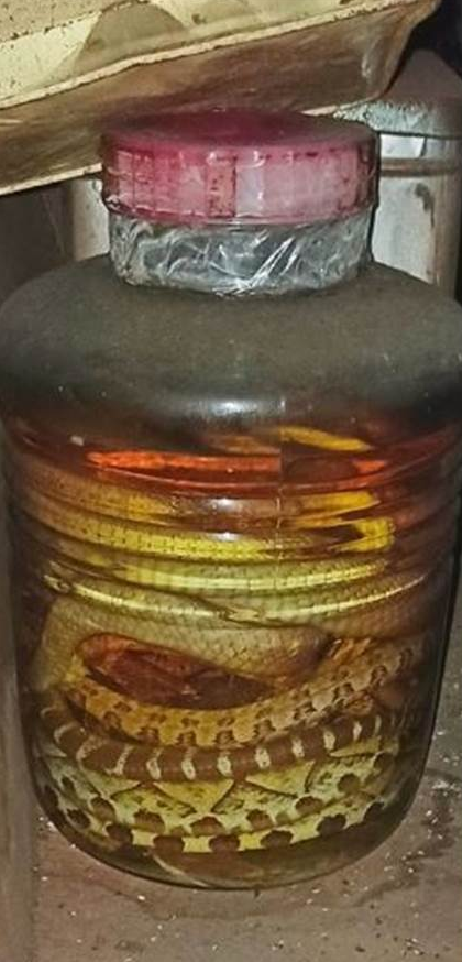 超肥美蛇蛇！他在家裡挖出「兩大甕10年蛇酒」　仔細一看「發現驚悚一幕」網嚇壞：千萬別打開