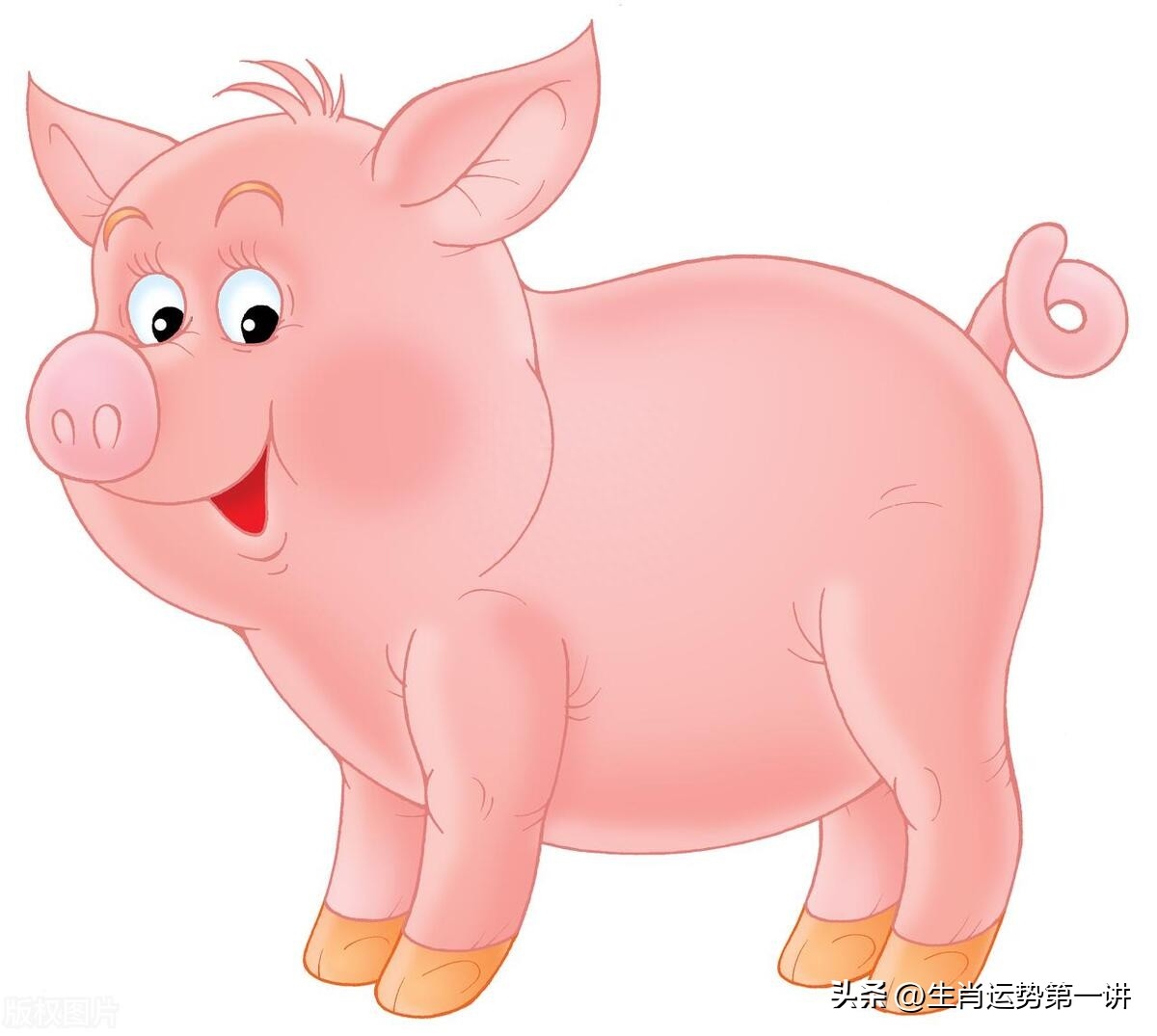 生肖豬：一生有「3大劫」！尤其出生在「這3個時辰」的人劫難最多