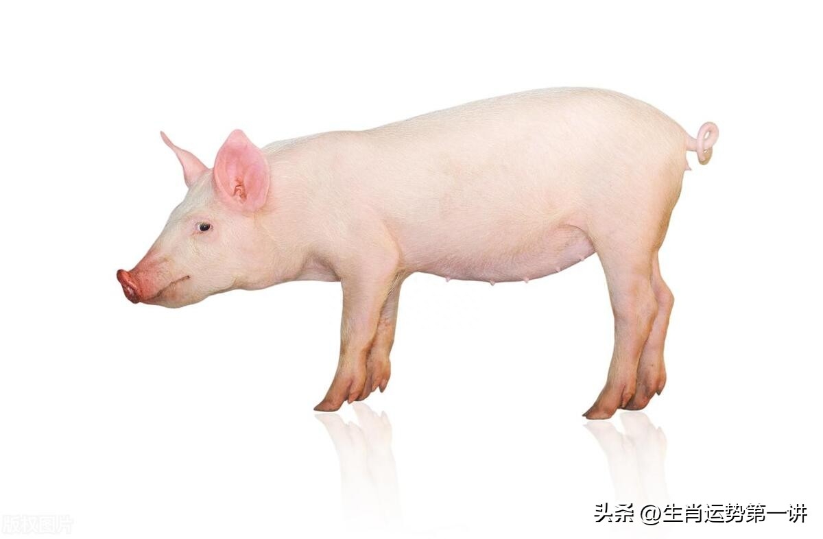 生肖豬：一生有「3大劫」！尤其出生在「這3個時辰」的人劫難最多