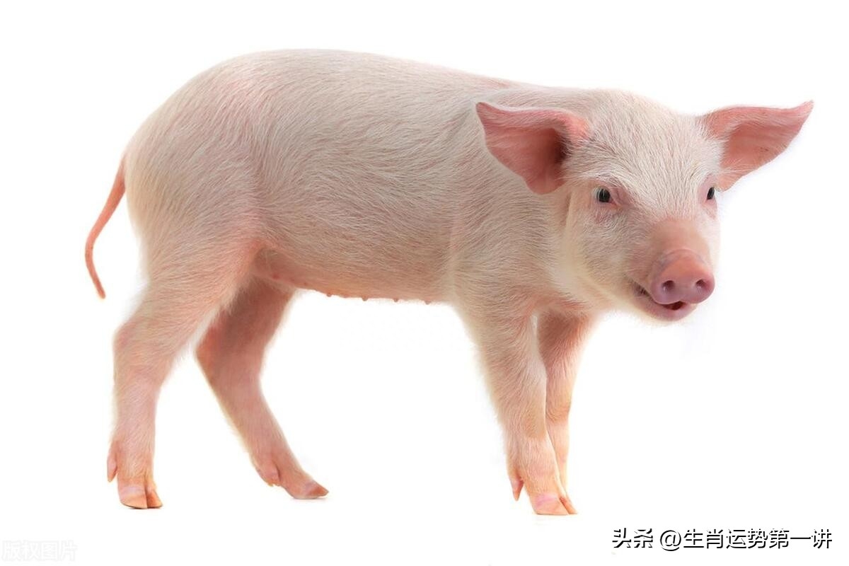 生肖豬：一生有「3大劫」！尤其出生在「這3個時辰」的人劫難最多