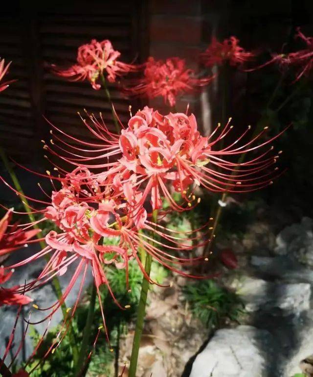 會破壞風水！7種花「不吉利」　建議家裡不要養：以防「花旺人不旺」