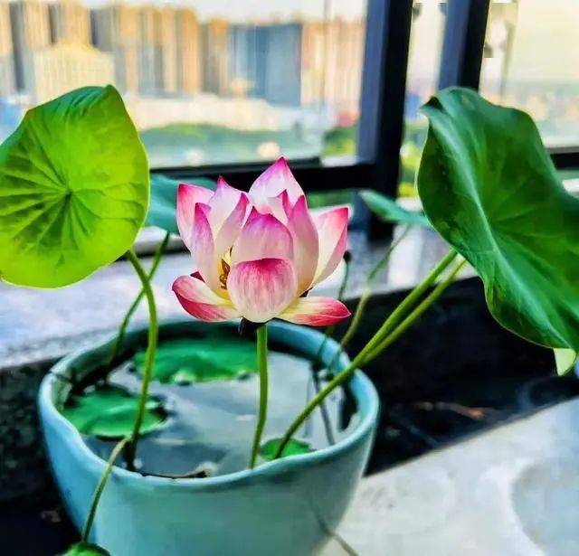 會破壞風水！7種花「不吉利」　建議家裡不要養：以防「花旺人不旺」