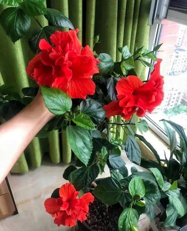 會破壞風水！7種花「不吉利」　建議家裡不要養：以防「花旺人不旺」