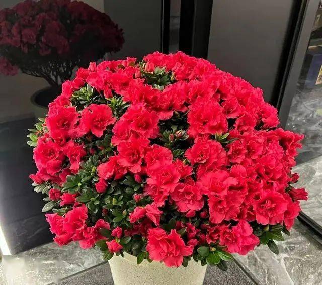 會破壞風水！7種花「不吉利」　建議家裡不要養：以防「花旺人不旺」