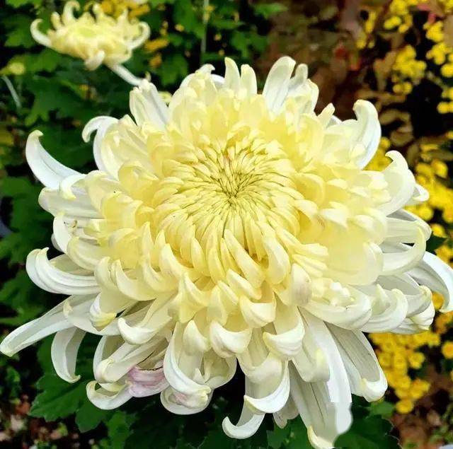 會破壞風水！7種花「不吉利」　建議家裡不要養：以防「花旺人不旺」