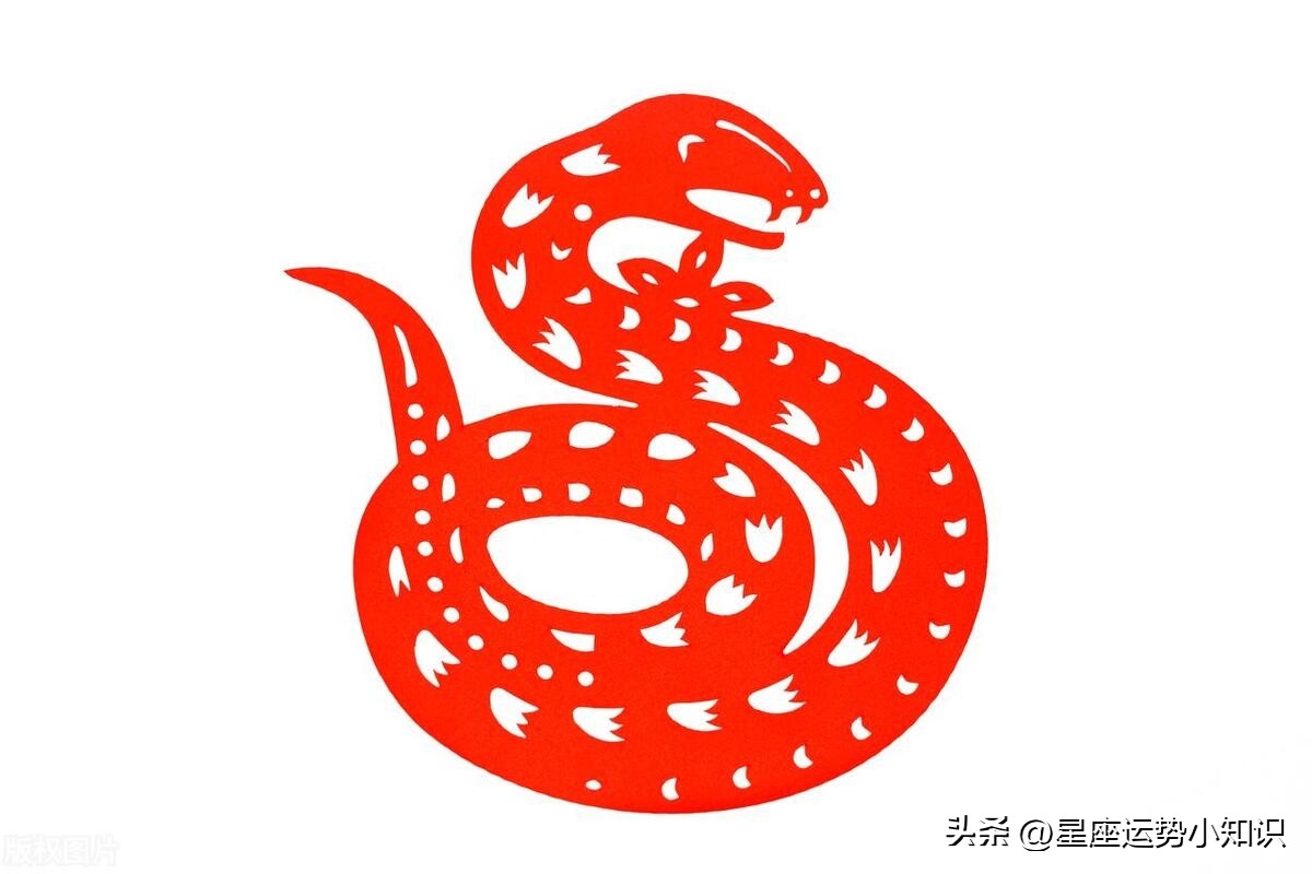 10蛇9富！這「3個月份」出生的蛇最有福氣　命裡「一生富貴」看看你家有嗎？