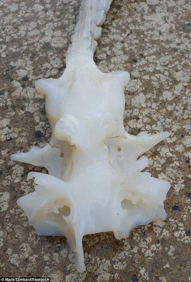 好像龍的骨頭！她散步撿到「2公尺長長骨頭」超好奇　送到博物館「館方公布真面目」網友全驚了