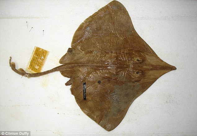 好像龍的骨頭！她散步撿到「2公尺長長骨頭」超好奇　送到博物館「館方公布真面目」網友全驚了