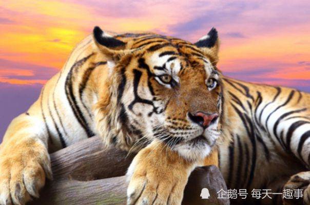 越善良越好運！心最好的「5大生肖」　不害人「一生無災難」