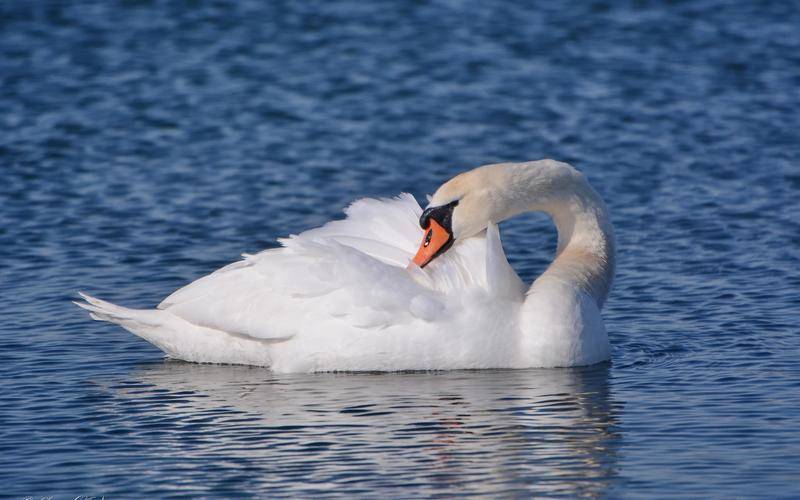 你「農曆幾月出生」就是什麼動物！太準了「快看你是哪種」？