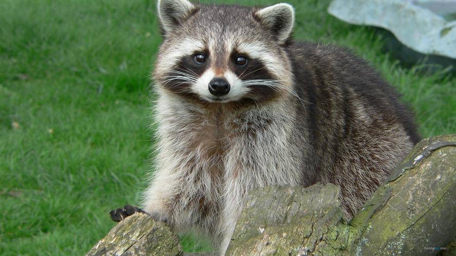 你「農曆幾月出生」就是什麼動物！太準了「快看你是哪種」？
