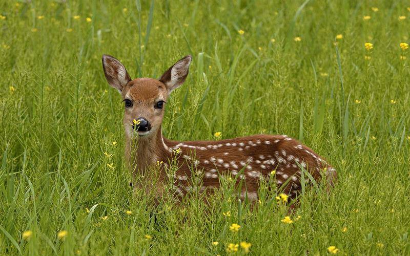 你「農曆幾月出生」就是什麼動物！太準了「快看你是哪種」？