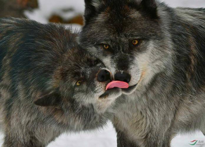 你「農曆幾月出生」就是什麼動物！太準了「快看你是哪種」？