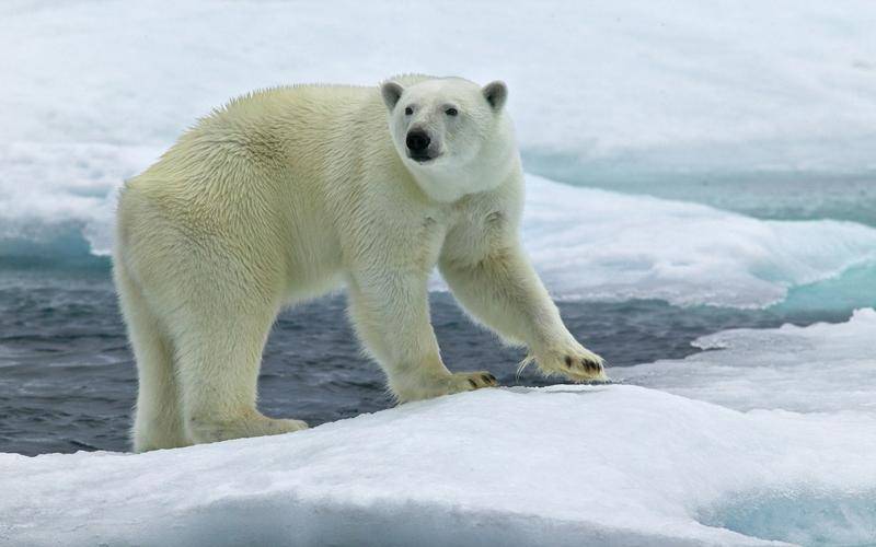 你「農曆幾月出生」就是什麼動物！太準了「快看你是哪種」？