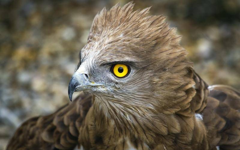 你「農曆幾月出生」就是什麼動物！太準了「快看你是哪種」？