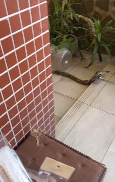 中秋正要烤肉！余天家「院子遭天敵闖入」嚇到躲樓上　「猛竄驚險畫面」曝光：好險沒殺了