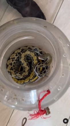 中秋正要烤肉！余天家「院子遭天敵闖入」嚇到躲樓上　「猛竄驚險畫面」曝光：好險沒殺了