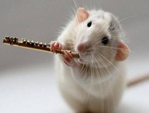 易招蜂引蝶!「一輩子不缺女人」的4大生肖男 桃花運不斷「越老越有魅力」