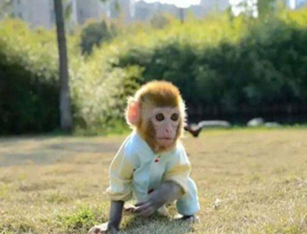 易招蜂引蝶!「一輩子不缺女人」的4大生肖男 桃花運不斷「越老越有魅力」