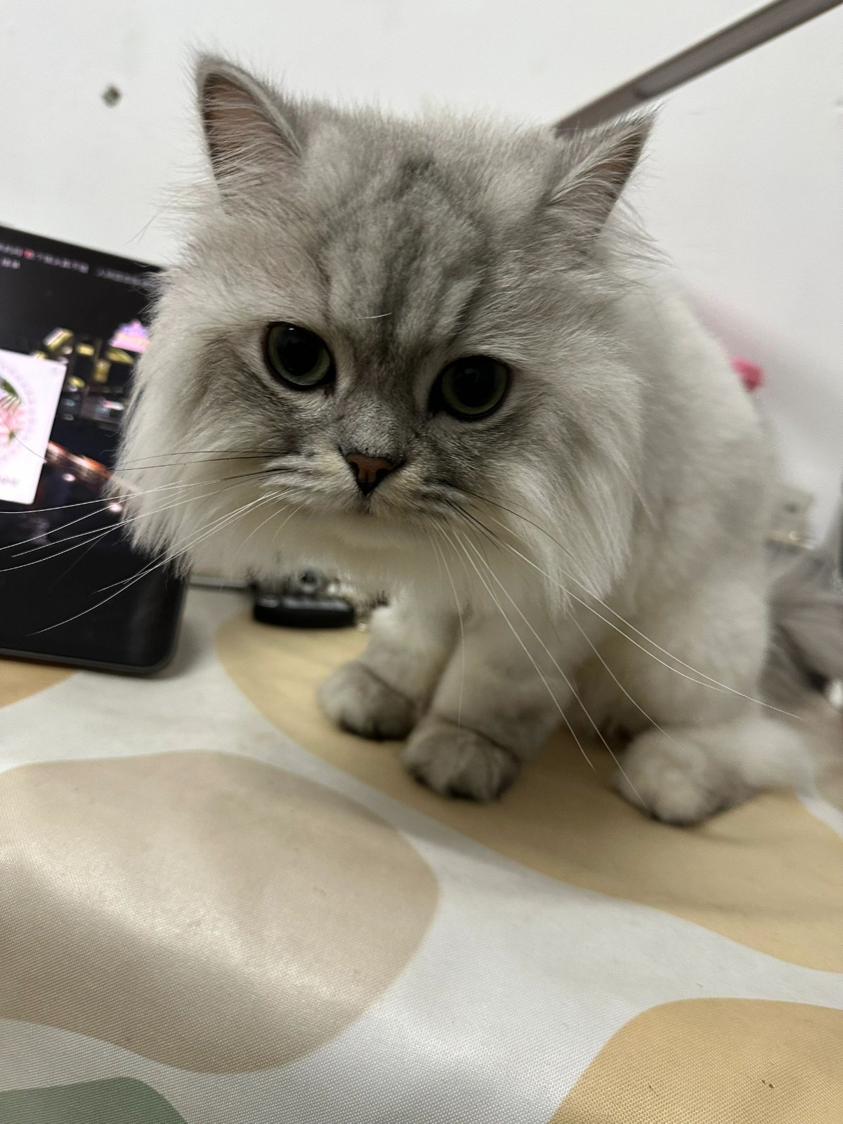 兒子被童模公司拒絕！家長無奈曬照「他們嫌孩子臉太方」　網一看笑出聲「俄羅斯方塊跑出來了」