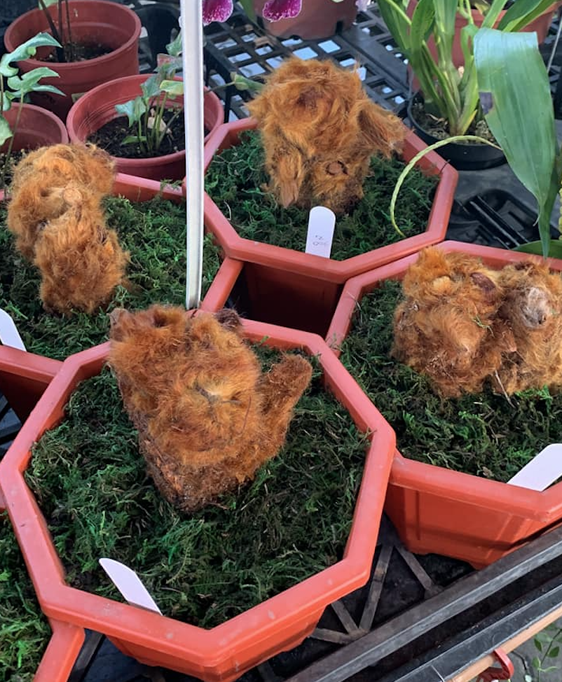 逛花市「發現神秘植物」是檳榔渣、還是肉鬆？ 老一輩全認出「小時候都用它」：居家必備良藥