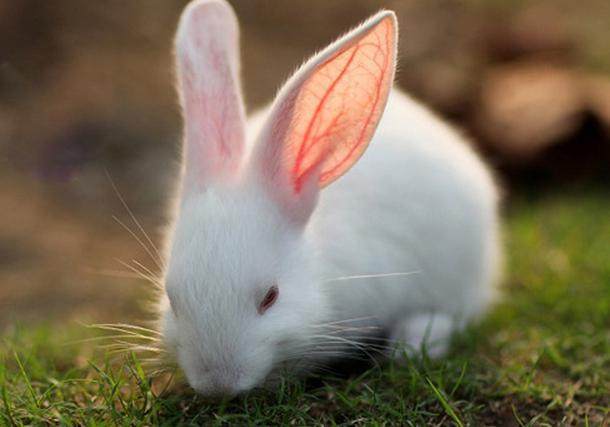 12月7日大雪！命理師賀：「7生肖最強運」正偏財一把抓　第1名「事業、財富」如有神助