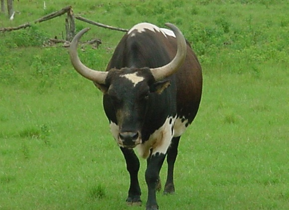 12月7日大雪！命理師賀：「7生肖最強運」正偏財一把抓　第1名「事業、財富」如有神助