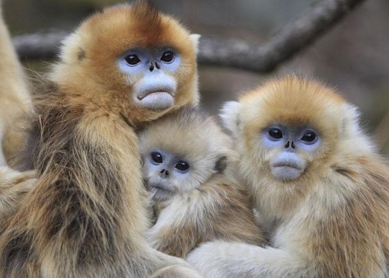 12月7日大雪！命理師賀：「7生肖最強運」正偏財一把抓　第1名「事業、財富」如有神助