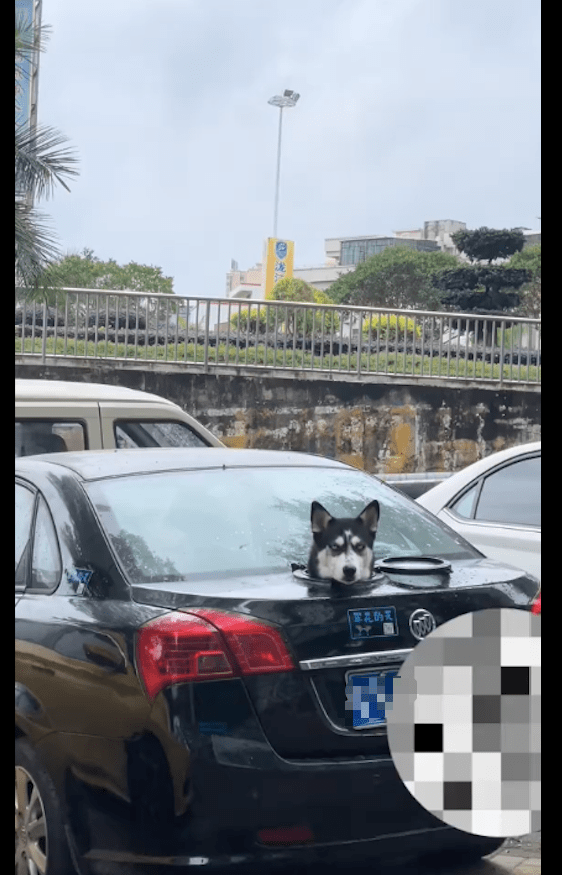 前方後車廂「怎裝了一顆狗頭」還會動！車主無奈回應了