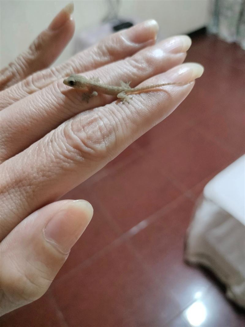 知名歌手驚傳過世！告別式「小壁虎逗留不走」母心碎：跟我告別...