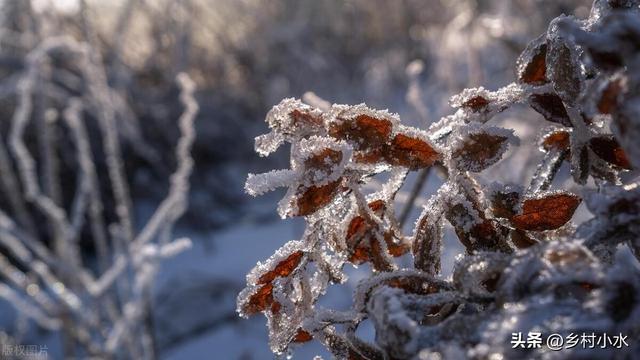 過年「冷不冷」就看冬至!出大晴天「恐怕明年倒春寒」不好過 若刮西北風「大家心裡要有數了」