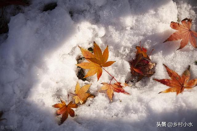 過年「冷不冷」就看冬至!出大晴天「恐怕明年倒春寒」不好過 若刮西北風「大家心裡要有數了」