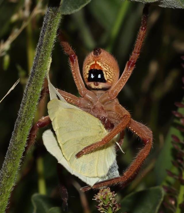 這個家我不要了！倉庫角落「出現巨型不明生物」　專家一看「急勸要小心」：千萬別動牠