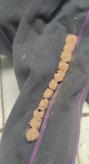 這樣還能穿嗎！運動褲上「出現一排泥土丸子」超詭異　專家一看「搖頭嘆氣」：把褲子放生吧