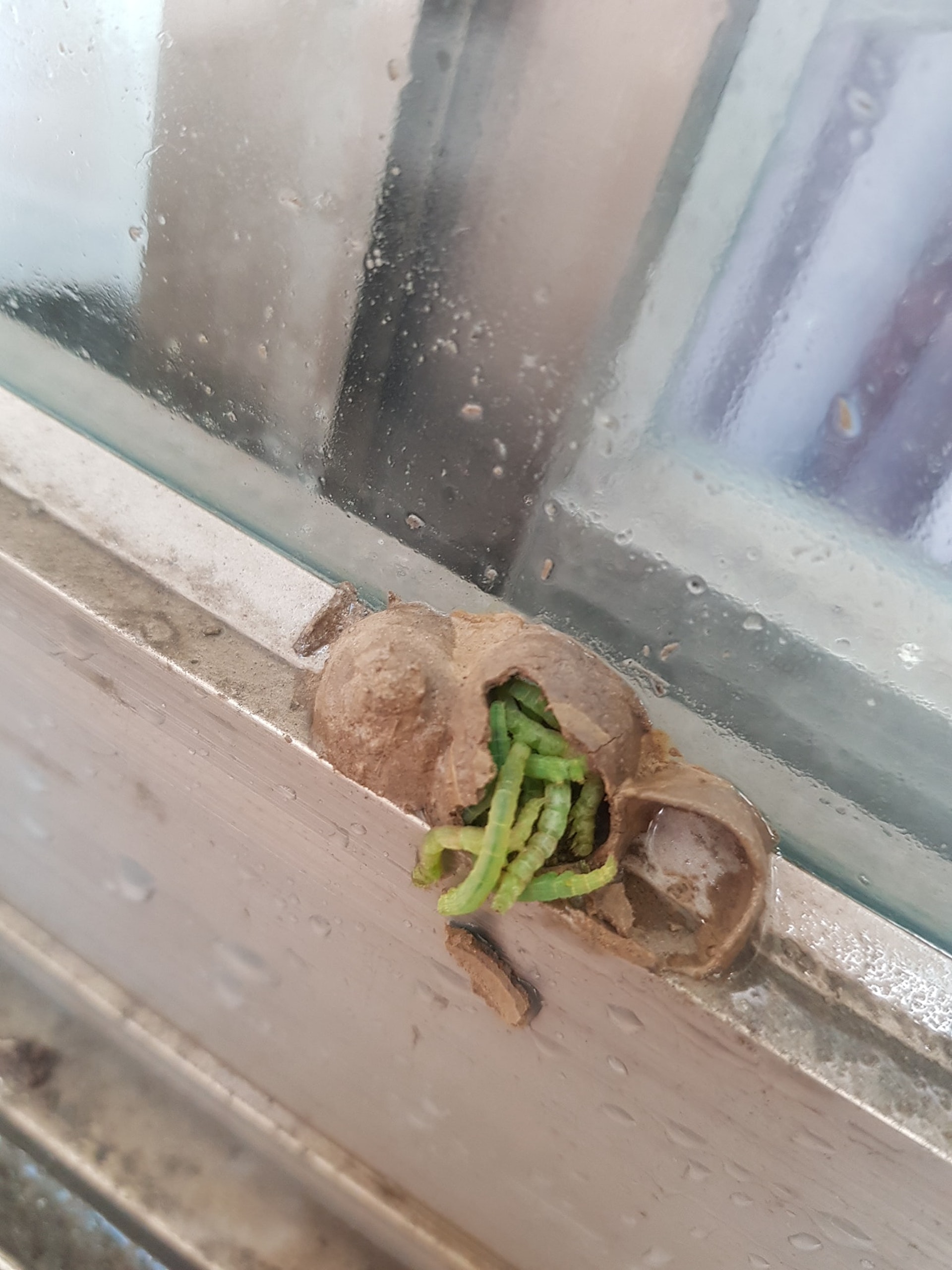 這樣還能穿嗎！運動褲上「出現一排泥土丸子」超詭異　專家一看「搖頭嘆氣」：把褲子放生吧