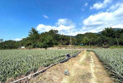 屏東農地拾獲「保育級神獸」！招牌臉蛋「農民一眼認出」：全台不到500隻