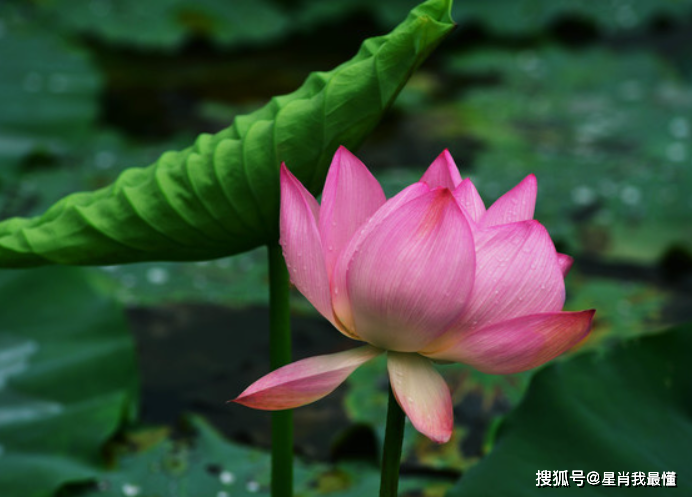  2月「中旬」時來運轉！「4屬相」財源廣進，事業進步：生活錦上添花 