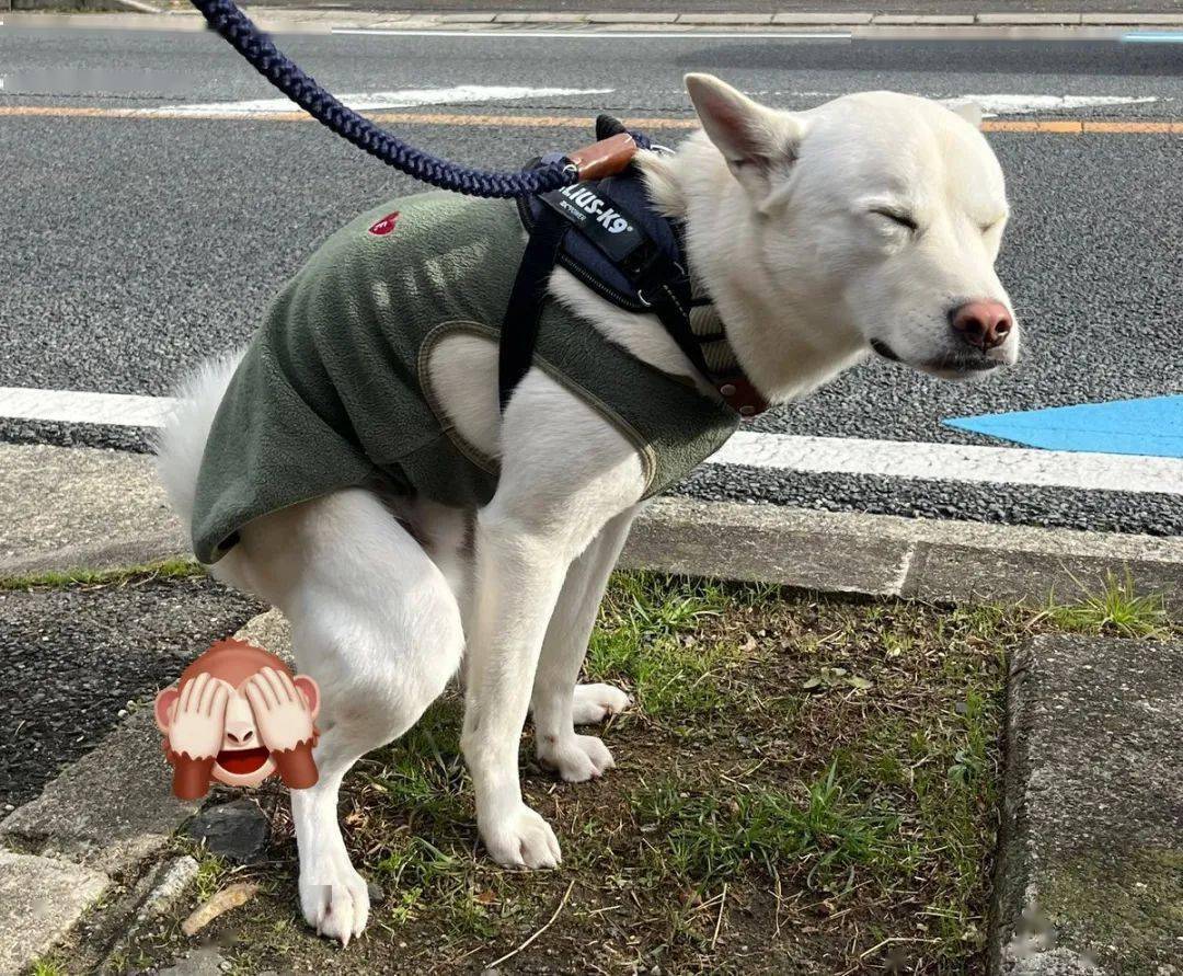 小奶汪從小就喜歡「眯眯眼用力拉屎」！主人分享「長大對比照」網友笑翻：屎終如一