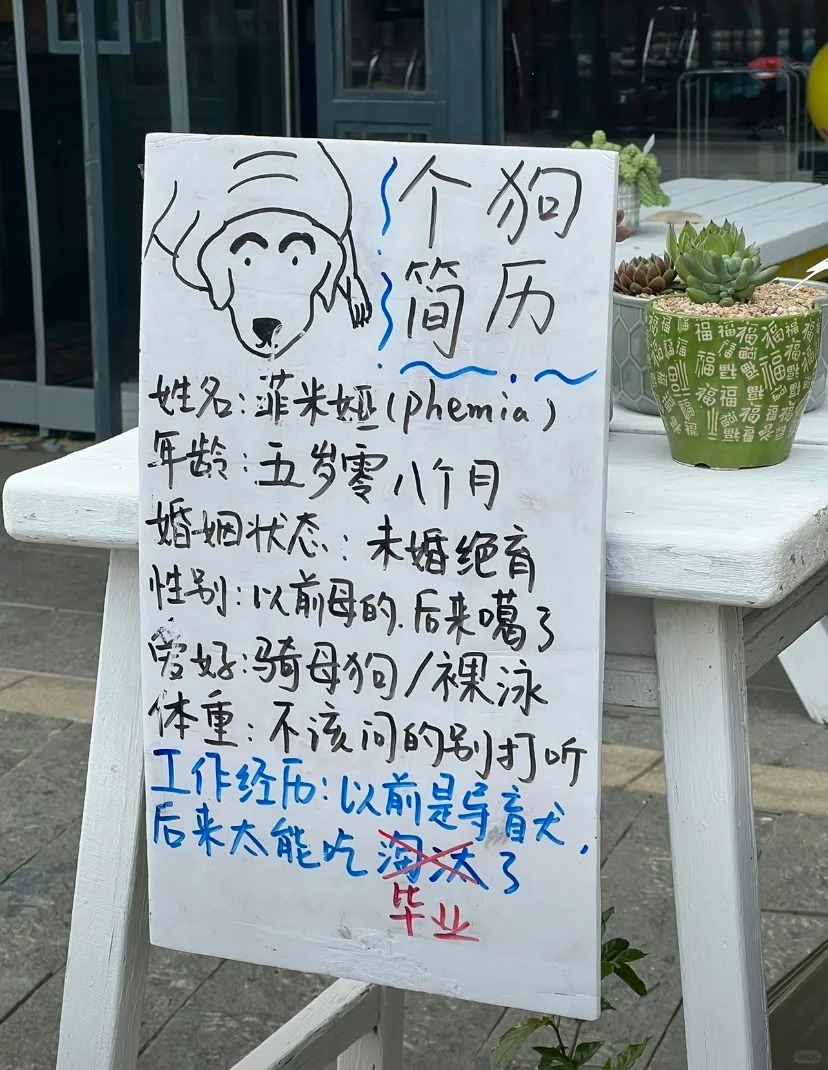 告示稱「店狗放屁過臭」暫停接客！民宿逗趣貼文引網友敲碗：好想看本狗！