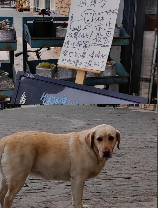 告示稱「店狗放屁過臭」暫停接客！民宿逗趣貼文引網友敲碗：好想看本狗！