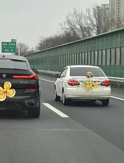 前方後車廂「怎裝了一顆狗頭」還會動！車主無奈回應了