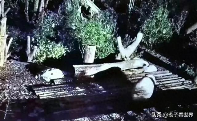 熊貓花花「被滯留外場」忘記收回！飼育員「懲處結果曝光」網友震驚