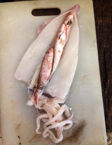 中獎了！菜市場買透抽「剝開後見3條鮮魚」大讚：有夠新鮮　　專業網友一看「老闆的心好黑」