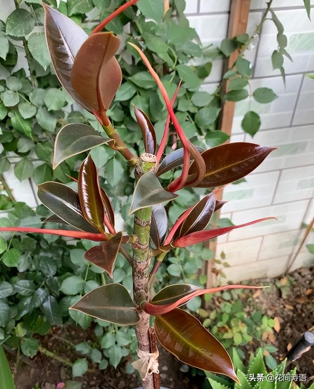 初春「花草砍頭」正當時！狠心剪上一刀「3種花」新芽呼呼冒　剪對了「促進植株生長」更加繁茂