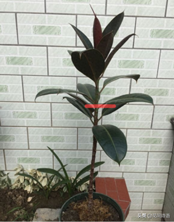 初春「花草砍頭」正當時！狠心剪上一刀「3種花」新芽呼呼冒　剪對了「促進植株生長」更加繁茂