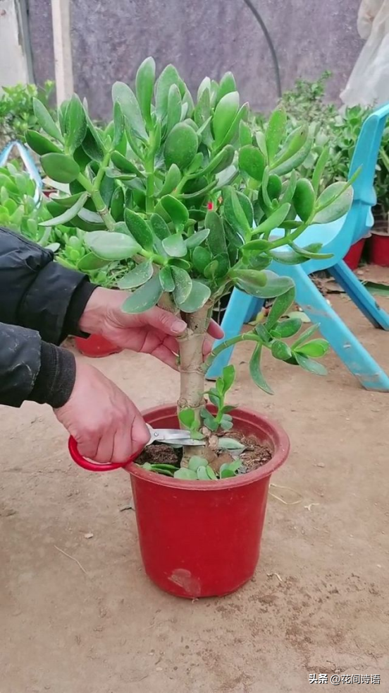 初春「花草砍頭」正當時！狠心剪上一刀「3種花」新芽呼呼冒　剪對了「促進植株生長」更加繁茂