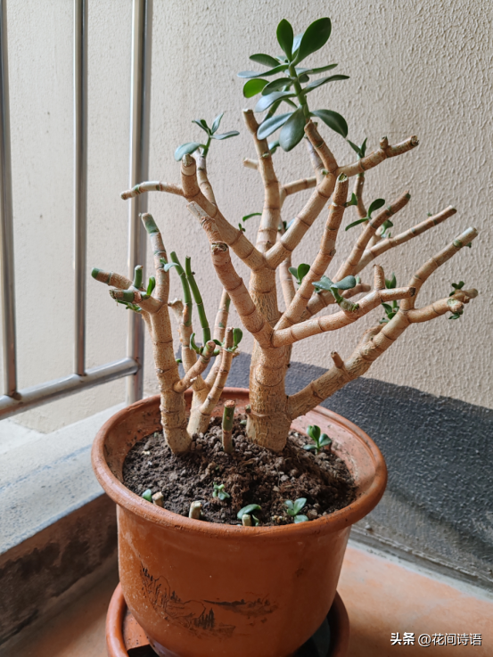 初春「花草砍頭」正當時！狠心剪上一刀「3種花」新芽呼呼冒　剪對了「促進植株生長」更加繁茂