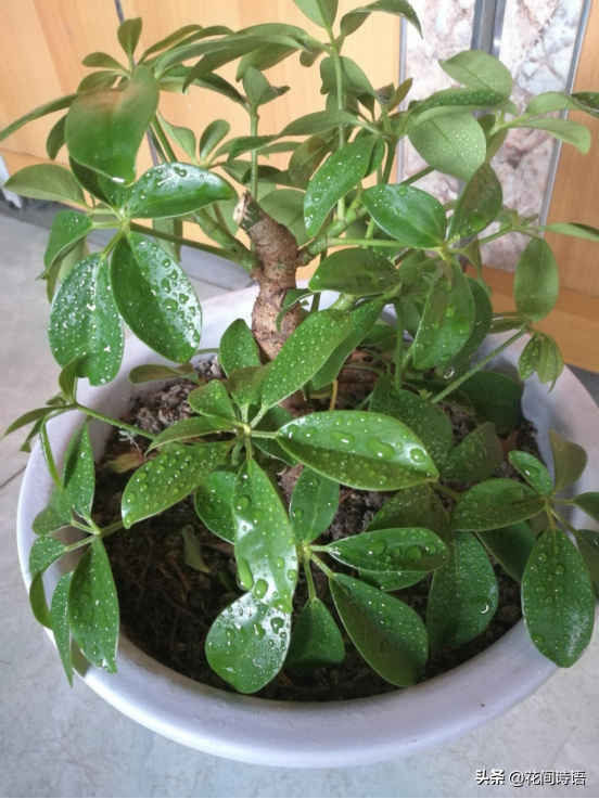 初春「花草砍頭」正當時！狠心剪上一刀「3種花」新芽呼呼冒　剪對了「促進植株生長」更加繁茂