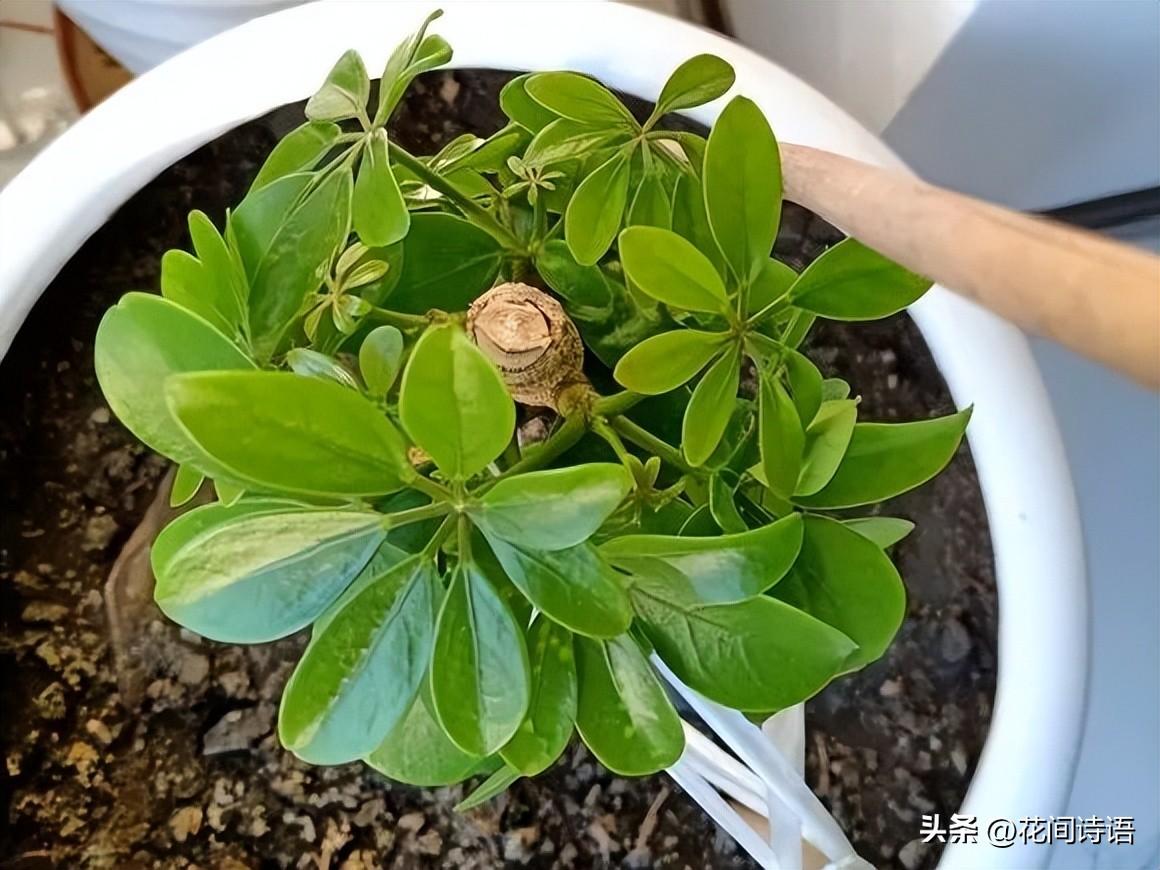 初春「花草砍頭」正當時！狠心剪上一刀「3種花」新芽呼呼冒　剪對了「促進植株生長」更加繁茂